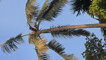 Disease and monkey menace threaten   production of coconuts in Sattari