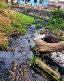 Fatorda’s sewage gaps: 95% progress clouded by River Sal pollution woes