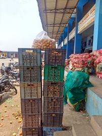 Vegetable prices crash as excess supply hits Goa“Belagavi mkts