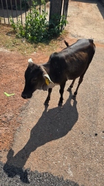 Rising stray cattle menace in   Sattari increases mishap risks