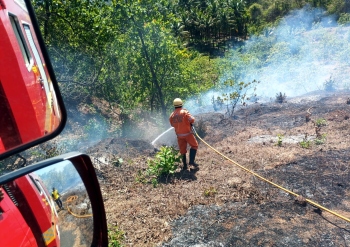 Blaze damages cashew grafts  at Dhave-Sattari plantation