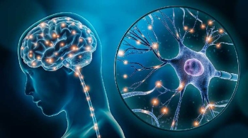 THE MINDFUL GOAN: Neuroplasticity: Your brain's  secret rewiring superpower