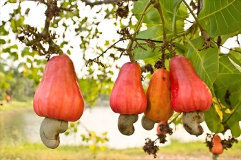 Experts call on farmers to cash in on   'organic' nature of Goa's cashew