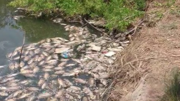 Mala fish deaths: Illegal sewage   outlets of seven houses sealed
