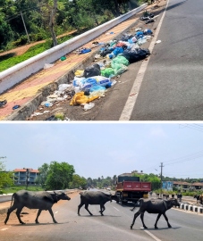 Colva-Margao road turning into garbage blackspot