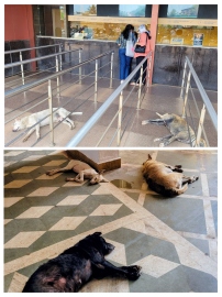 Goa’s stray dog problem needs urgent action