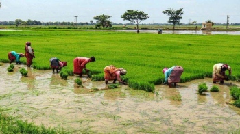 When Goa loses more than just rice