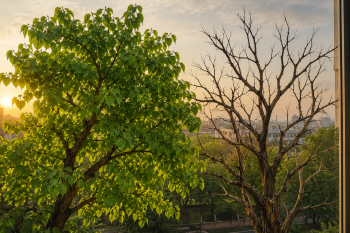 Bob's Banter: Tale of two trees..!