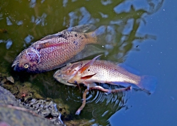 Dead fish surface in Campal lake weeks after Mala incident
