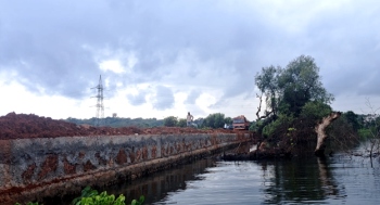 Mangrove butchering along Moira river sparks environmental alarm