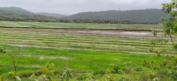 Loutolim farmers welcome   NDZ tag for khazan fields