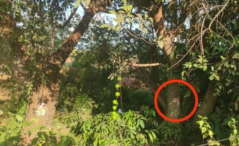 Planting hope, but Goa’s green drive faces tree-mendous test