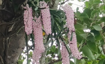 Rare ‘Sita’s Braid’ orchid   blooms in Goa’s forests