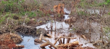 Alleged mangrove destruction in Moira under GCZMA lens