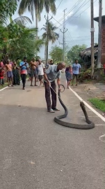 16-foot king cobra rescued   near Assoda residential area