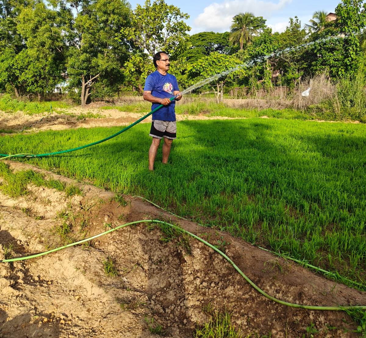 Farmers irrigating paddy nurseries with water   from wells, ponds to prevent  loss of seedlings