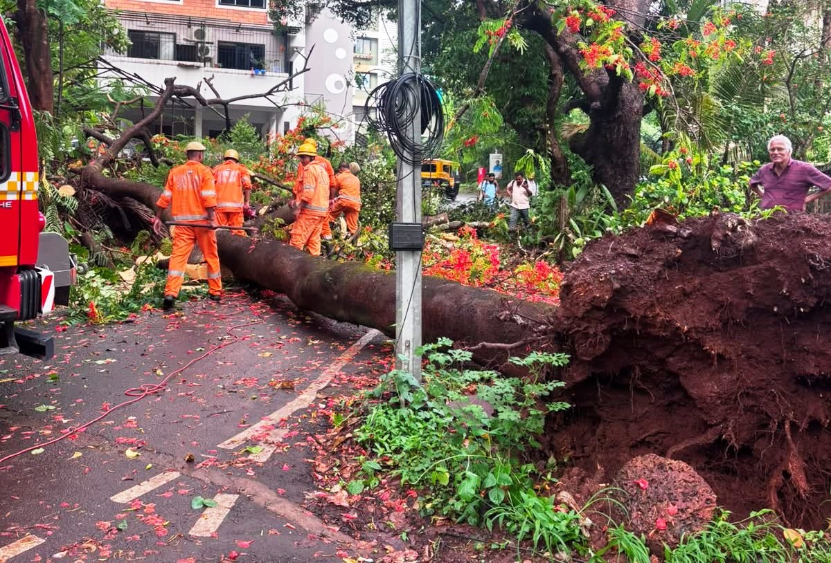 Rain triggers tree fall incidents across Salcete