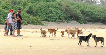 Tourism dept leads multi-agency   drive against...