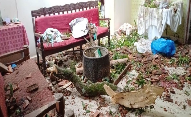 Heavy rain, winds bring down   trees, disrupt traffic in Canacona