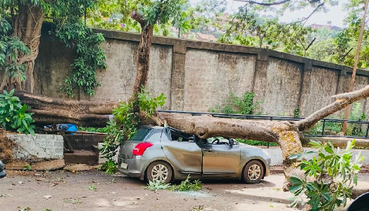 Tree falls on parked car near MPA Gate 9